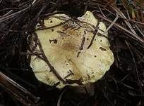 Olivgrüner Ritterling, Foto 6