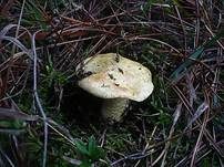 Olivgrüner Ritterling, Foto 10
