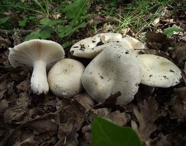 Olivgrüner Täubling, Foto 2