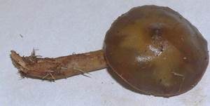 Olivgrüner Wurzelschnitzling, Foto 13
