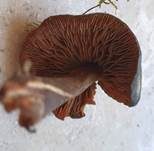 Olivgrüner Wurzelschnitzling, Foto 14