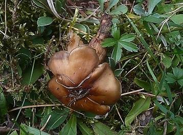 Olivgrüner Wurzelschnitzling, Foto 4