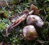 Olivgrüner Wurzelschnitzling, Foto 6