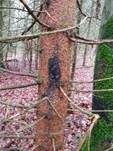 Olivkopf-Kugelkopfbecherling, Foto 8