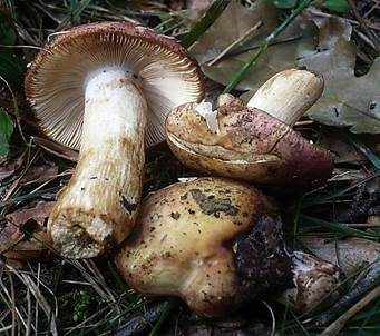 Olivockerfarbener Heringstäubling, Foto 3