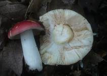 Olivockerfarbener Heringstäubling, Foto 13