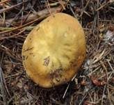 Olivockerfarbener Heringstäubling, Foto 8