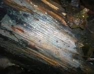 Opalfarbige Wachskruste, Foto 9