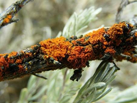 Orange Becherflechte, Foto 3
