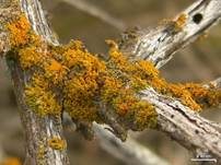 Orange Becherflechte, Foto 5