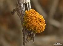 Orange Becherflechte, Foto 6