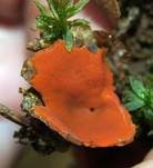 Orangebecherling, Foto 12