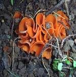 Orangebecherling, Foto 13