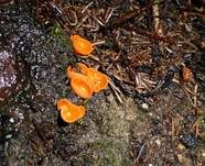 Orangebecherling, Foto 19
