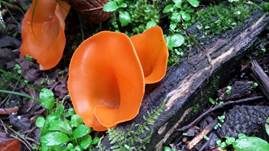 Orangebecherling, Foto 22