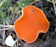 Orangebecherling, Foto 29