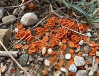 Orangebecherling, Foto 53