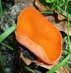 Orangebecherling, Foto 9