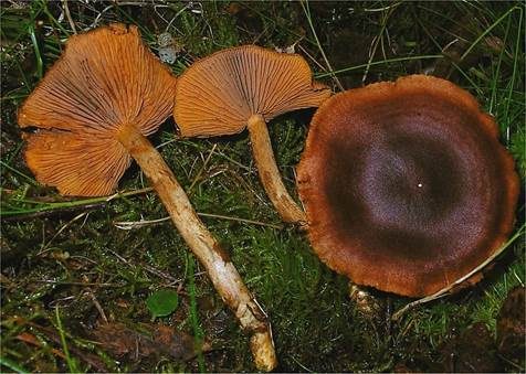 Orangeblättriger Hautkopf, Foto 2