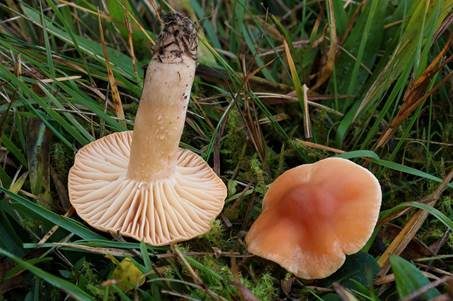 Orange-Ellerling, Foto 2