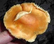 Orange-Ellerling, Foto 12
