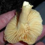 Orange-Ellerling, Foto 14
