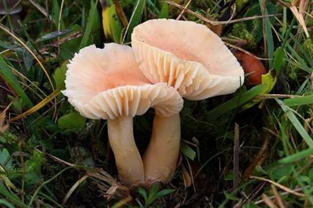 Orange-Ellerling, Foto 5