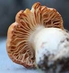 Orange-Ellerling, Foto 32