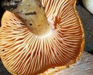 Orange-Ellerling, Foto 35