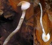 Orangefalber Schneckling, Foto 5