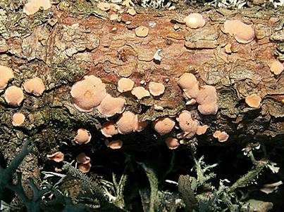 Orangefarbene Mehlscheibe, Foto 3
