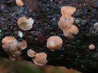 Orangefarbene Mehlscheibe, Foto 12