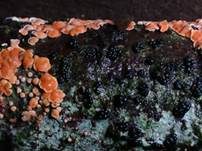 Orangefarbene Mehlscheibe, Foto 13