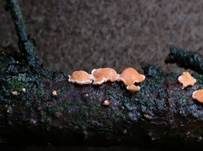 Orangefarbene Mehlscheibe, Foto 14