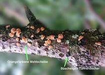 Orangefarbene Mehlscheibe, Foto 15
