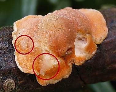 Orangefarbene Mehlscheibe, Foto 4