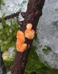 Orangefarbene Mehlscheibe, Foto 9