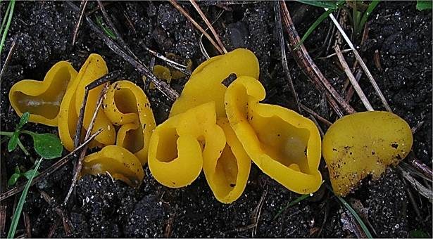 Orangefarbener Wurzelbecherling, Foto 2