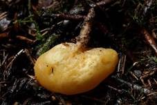 Orangefarbener Wurzelbecherling, Foto 5