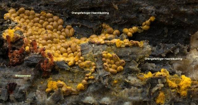 Orangefarbiger Haarstäubling, Foto 2
