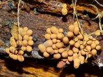 Orangefarbiger Haarstäubling, Foto 14