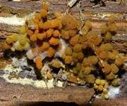 Orangefarbiger Haarstäubling, Foto 15