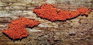 Orangefarbiger Haarstäubling, Foto 18