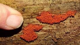 Orangefarbiger Haarstäubling, Foto 19