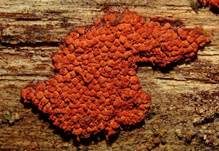 Orangefarbiger Haarstäubling, Foto 20