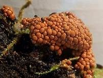 Orangefarbiger Haarstäubling, Foto 4