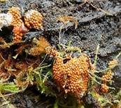 Orangefarbiger Haarstäubling, Foto 5