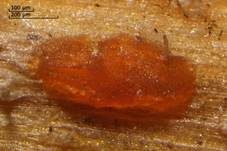 Orangefarbiges Brennesselbecherchen Nebenfruchtform, Foto 6