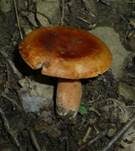 Orangefuchsiger Milchling, Foto 3