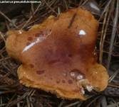 Orangefuchsiger Milchling, Foto 12
